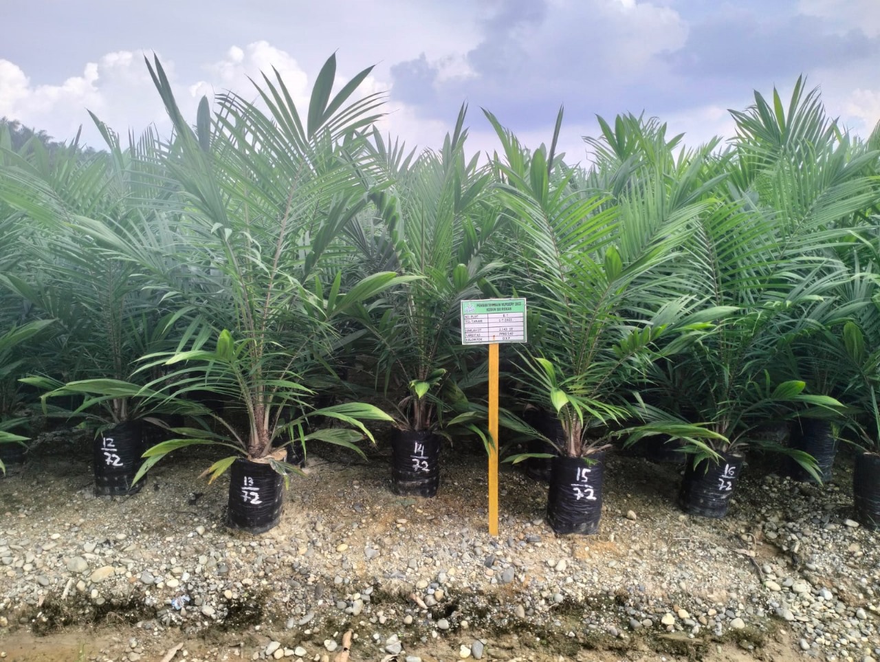 DxP PPKS 540 PTPN IV Regional III