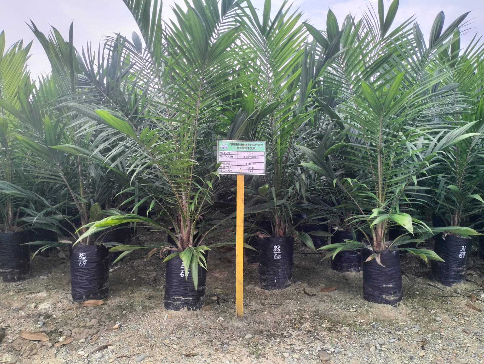 DxP PPKS Simalungun SMB PTPN IV Regional III