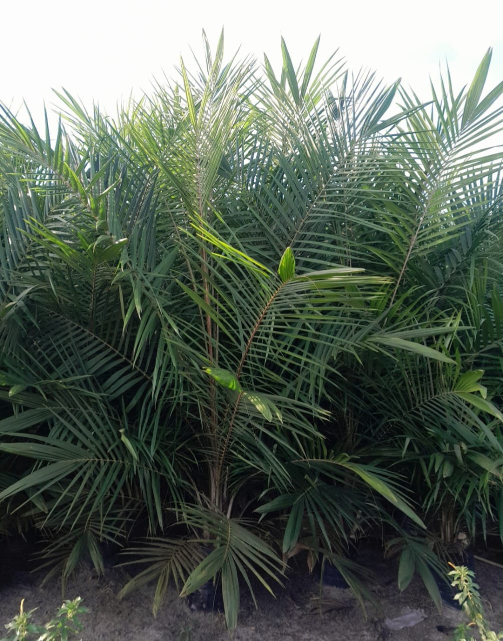 DxP PPKS Simalungun SMB PTPN IV Regional III