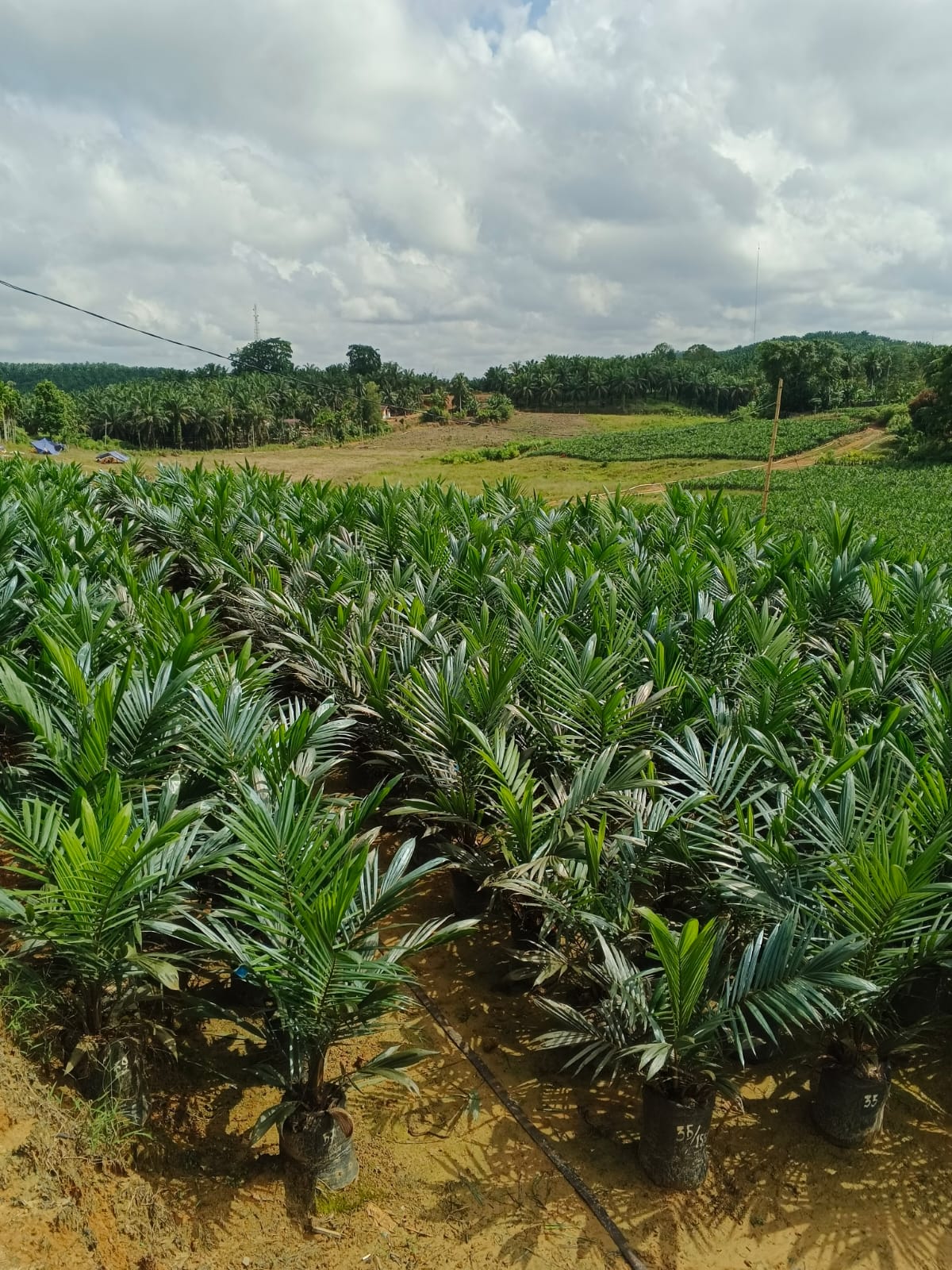 DxP PPKS Simalungun PTPN IV Regional IV JAMBI